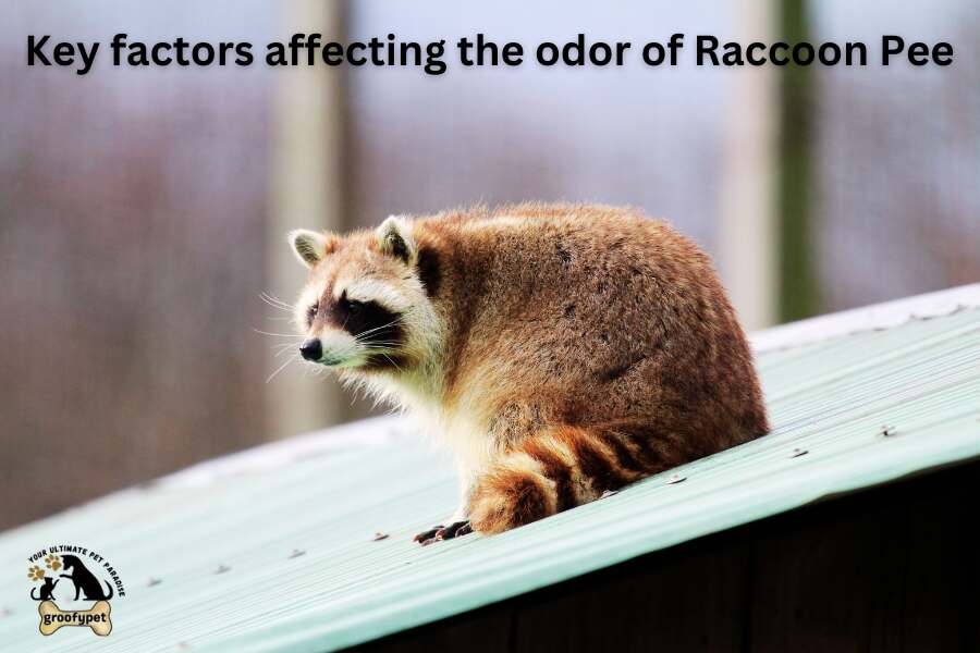 Does Raccoon Pee Smell Like Cat Pee? Key factors affecting the odor of Raccoon Pee