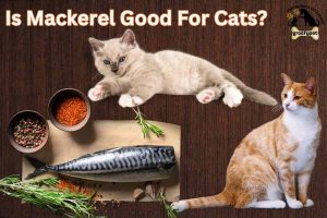 Is Mackerel Good For cats
