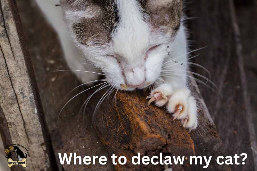 where to declaw my cat