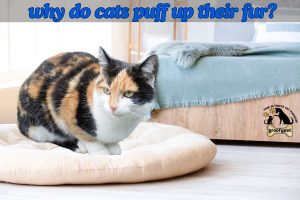 why do cats puff up their fur?