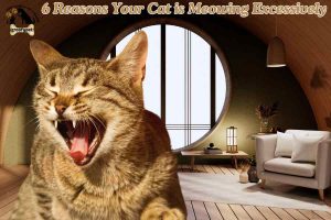 6 Reasons Your Cat is Meowing Excessively