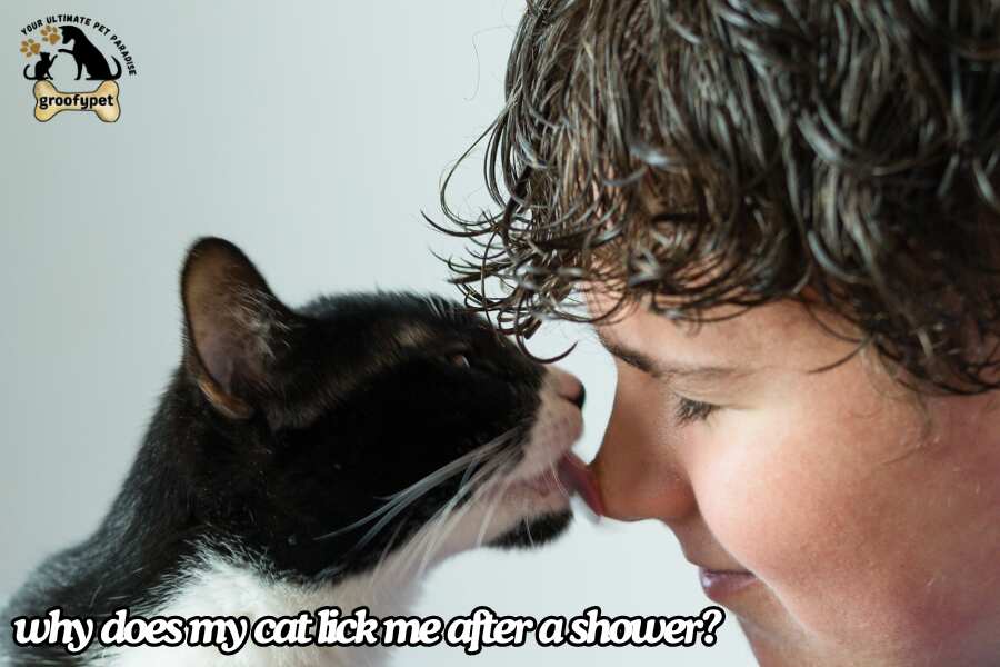 why does my cat lick me after a shower