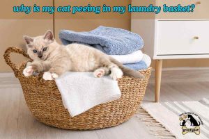 why is my cat peeing in my laundry basket