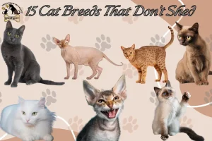 15 Cat Breeds That Don’t Shed