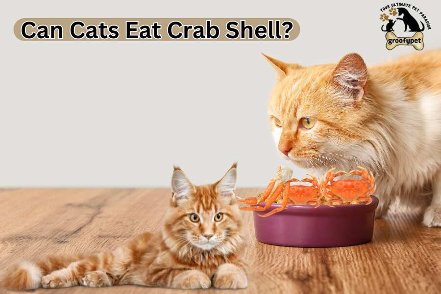 Can Cats Eat Crab Shell?Is Crab Good For Cats?