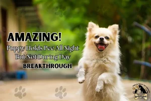 Puppy Holds Pee All Night But Not During Day