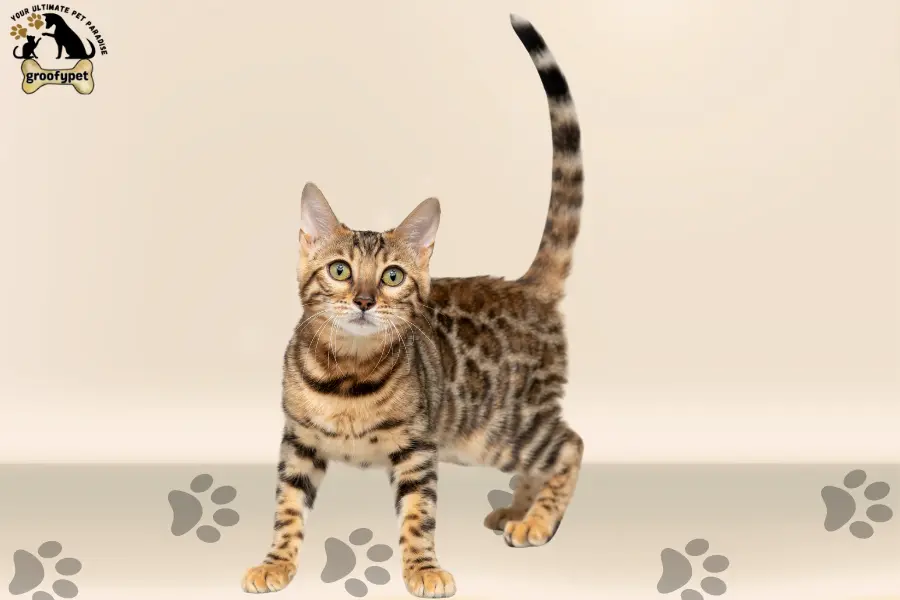 15 cat breeds that don’t shed