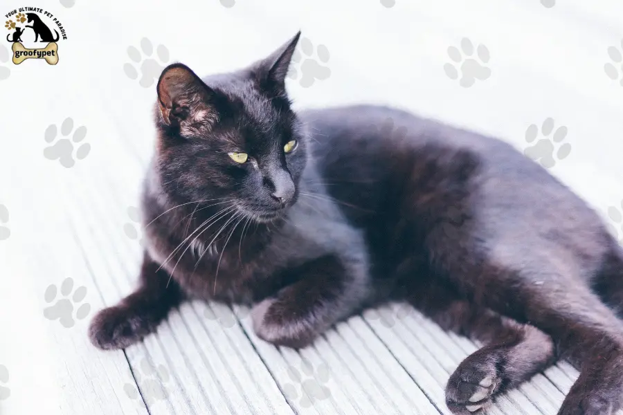 15 cat breeds that don’t shed