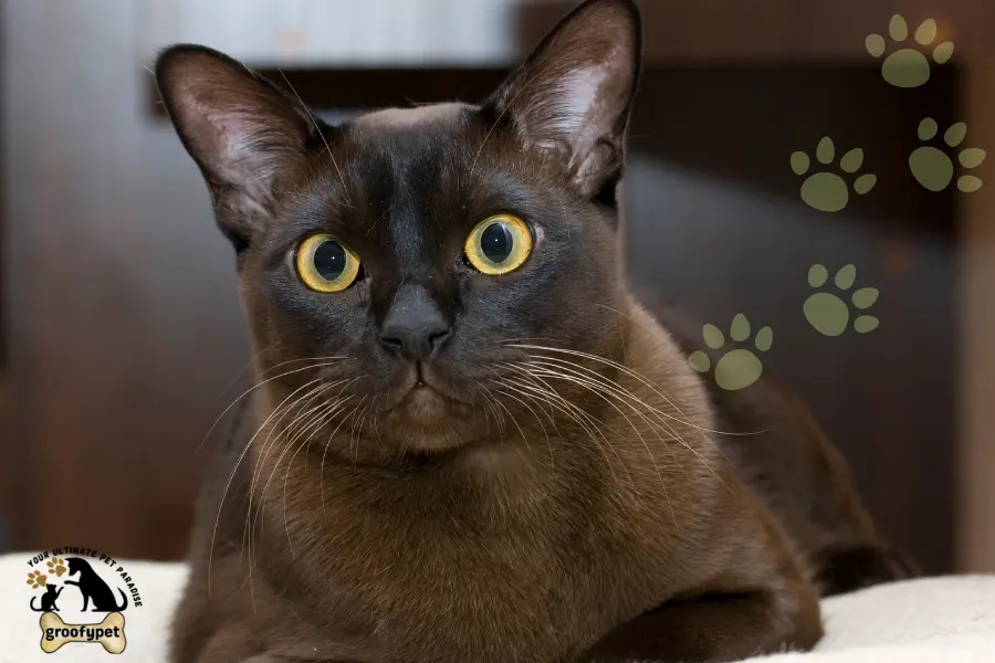 15 cat breeds that don’t shed