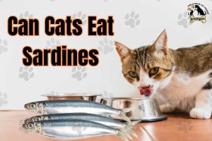 Can Cats Eat Sardines
