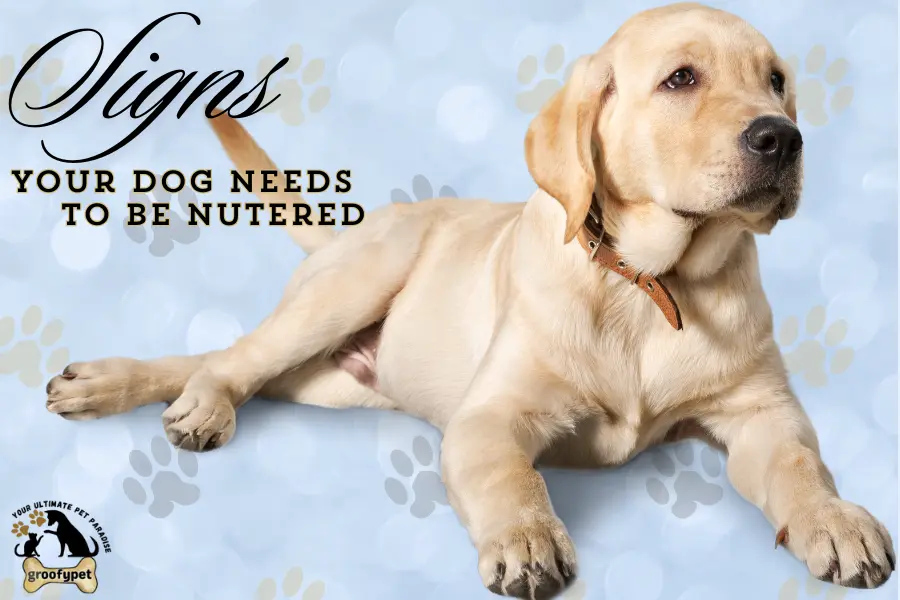 signs your dog needs to be neutered