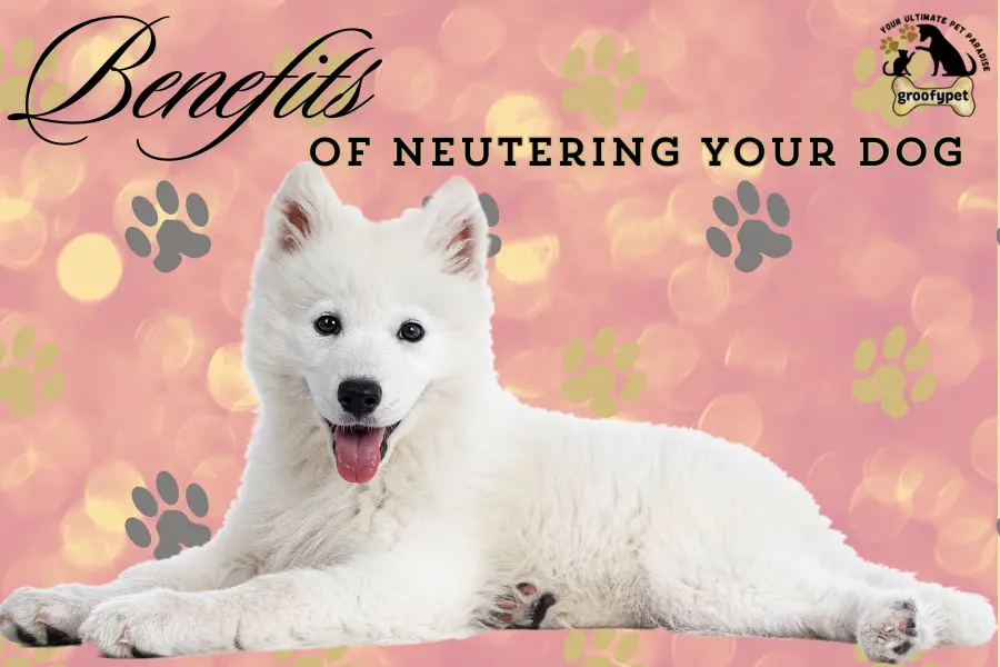 signs your dog needs to be neutered
