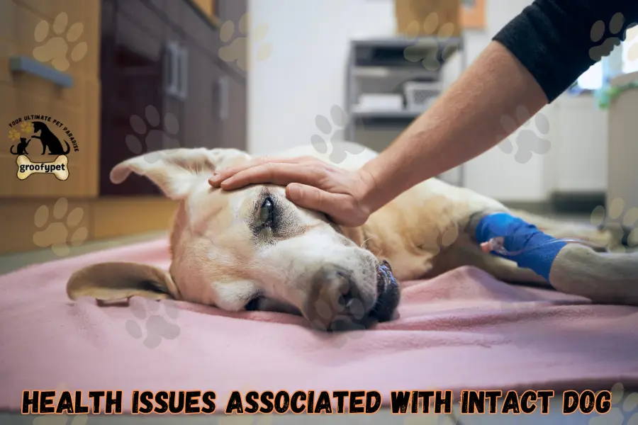 signs your dog needs to be neutered