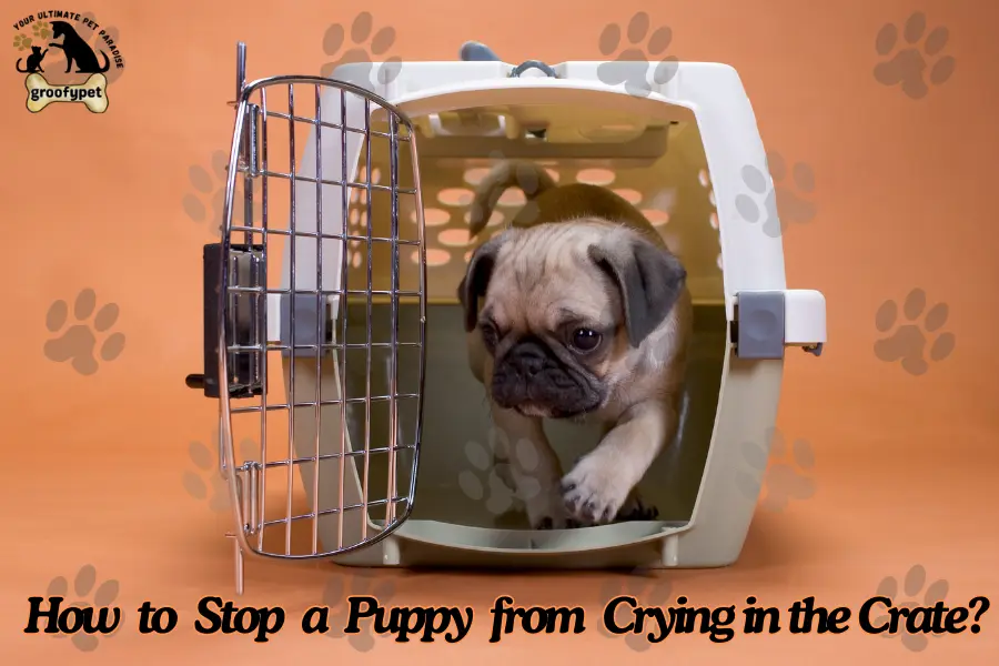 Puppy Crying During Crate Training