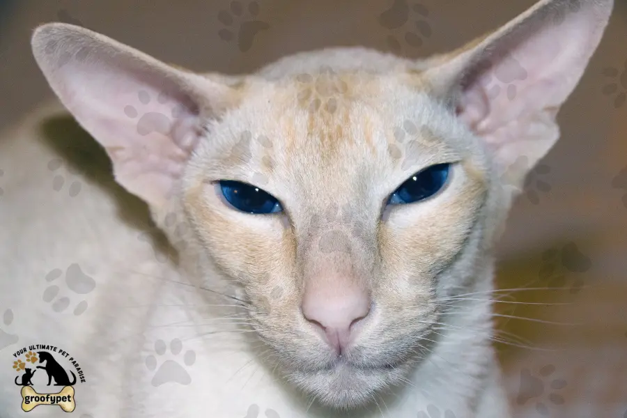 15 cat breeds that don’t shed