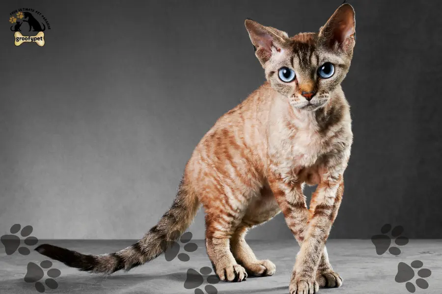 15 cat breeds that don’t shed