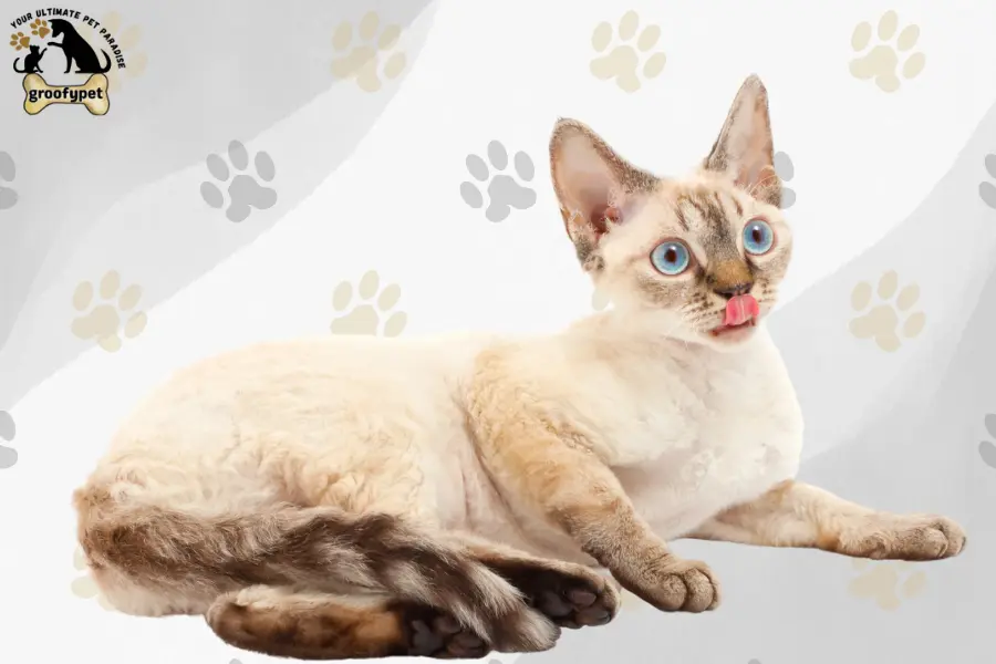 15 cat breeds that don’t shed