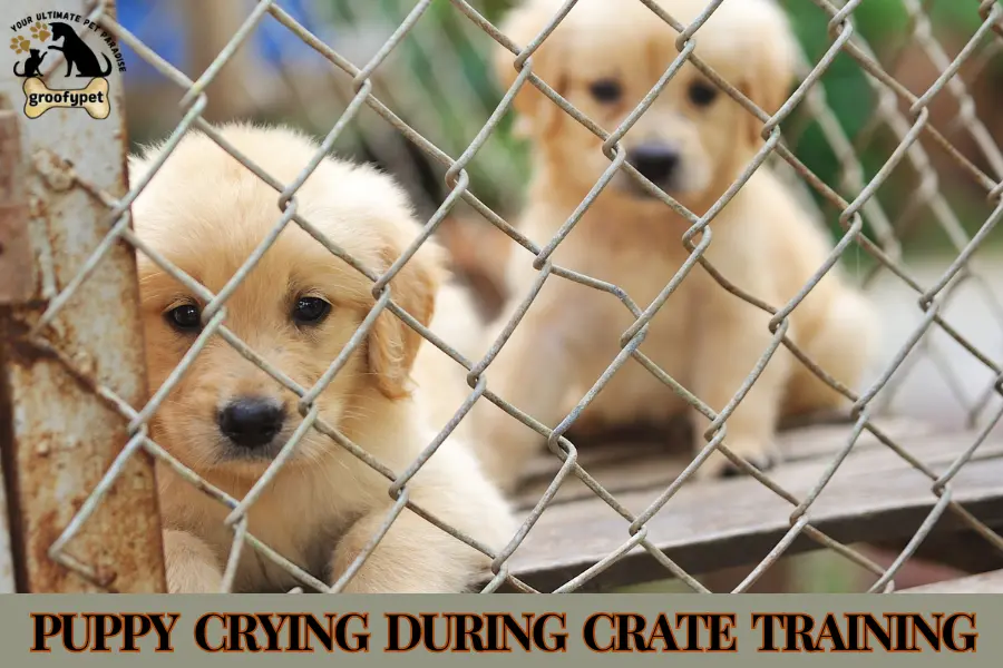 Puppy Crying During Crate Training