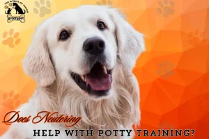 Does Neutering Help With Potty Training?