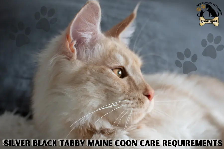 Silver Black Tabby Maine Coon