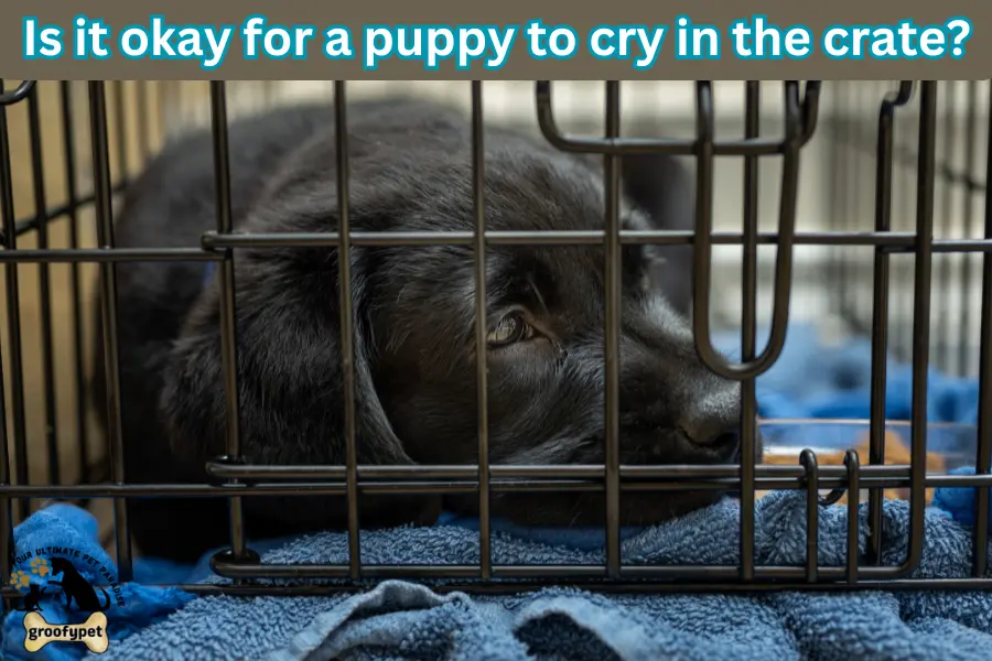 Crate Training Puppy Crying At Night