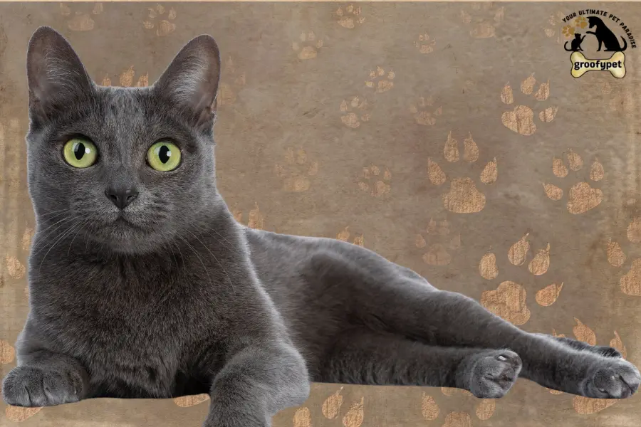 15 cat breeds that don’t shed