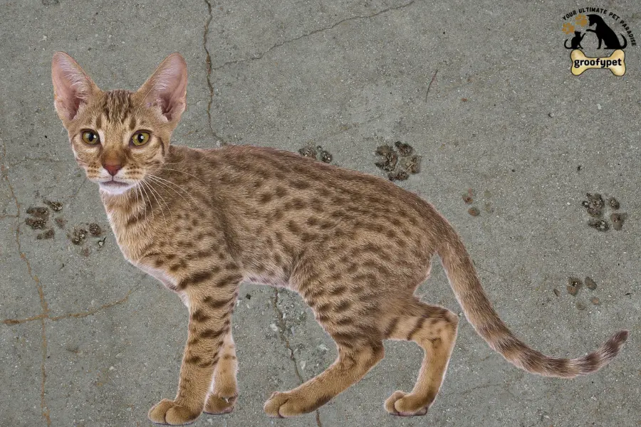 15 cat breeds that don’t shed