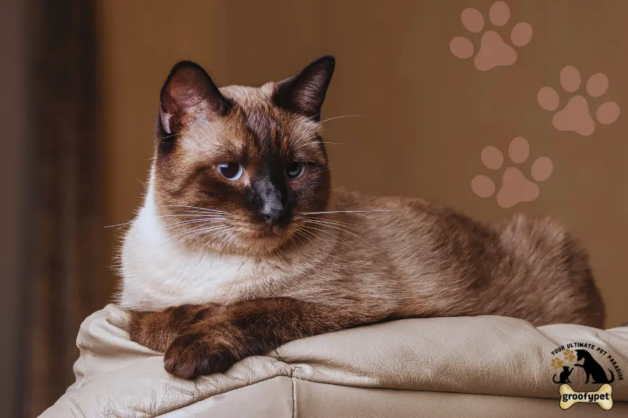 15 cat breeds that don’t shed