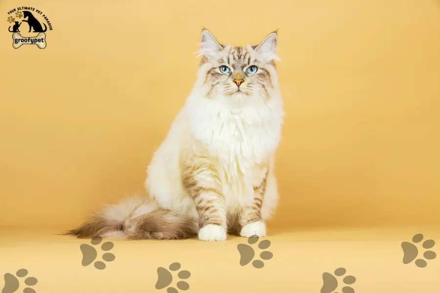 15 cat breeds that don’t shed