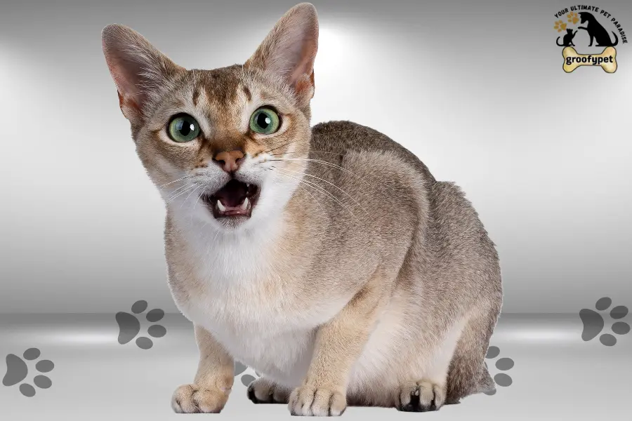 15 cat breeds that don’t shed