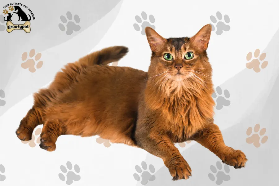 15 cat breeds that don’t shed