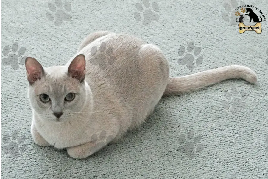 15 cat breeds that don’t shed