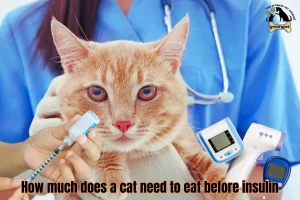 how much does a cat need to eat before insulin