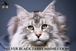 silver black tabby maine coon