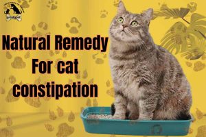 natural remedy forcat constipation
