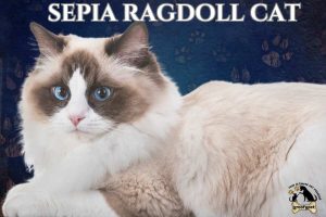 sepia ragdoll cat