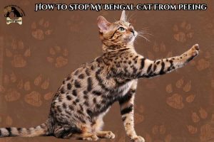 how to stop my bengal cat from peeing