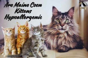 are maine coon kittens hypoallergenic