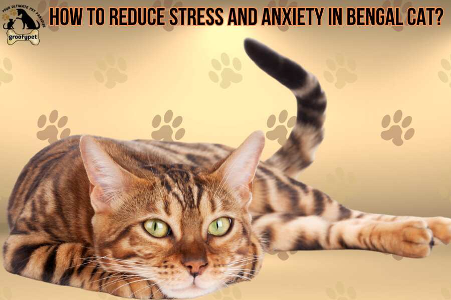 How To Stop My Bengal Cat From Peeing? How to reduce stress and anxiety in Bengal cat