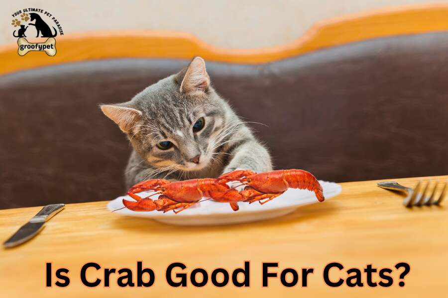 IS crab goods for cats