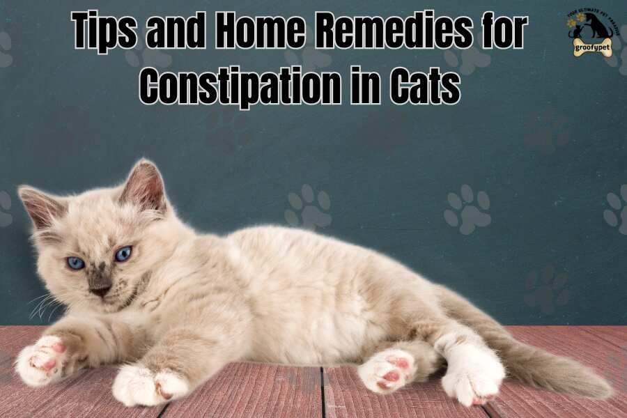 Natural remedy for cat  constipation 