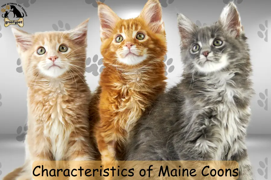 Characteristics of Maine Coons