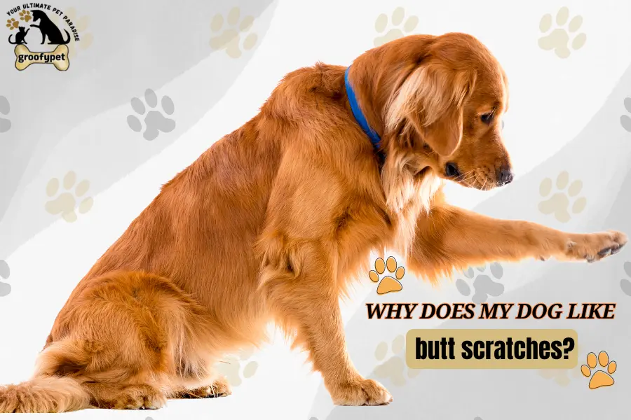 why does my dog like butt scratches?