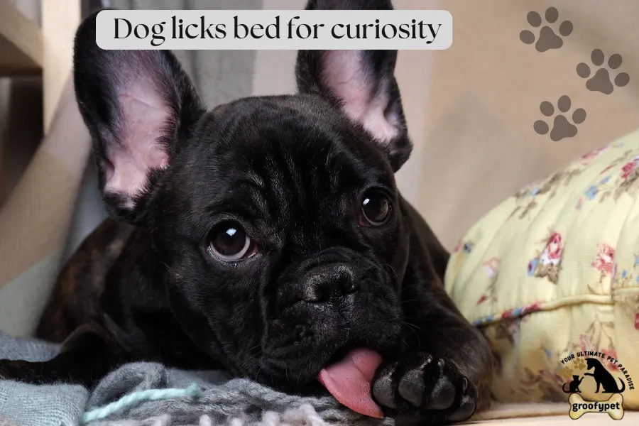 why is my dog licking his bed