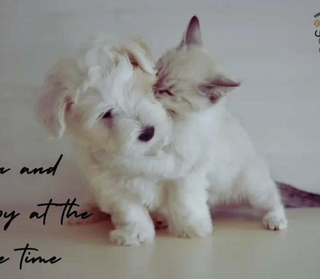 Kitten And Puppy At The Same Time: A Journey Of Love And Play!