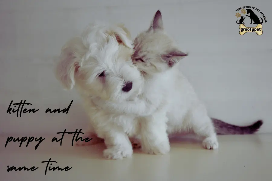 kitten and puppy at the same time