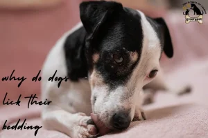 why do dogs lick their bedding