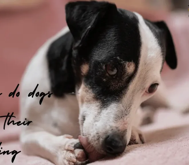 Why Do Dogs Lick Their Bedding? Important For Pet Owners!