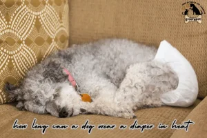 how long can a dog wear a diaper in heat