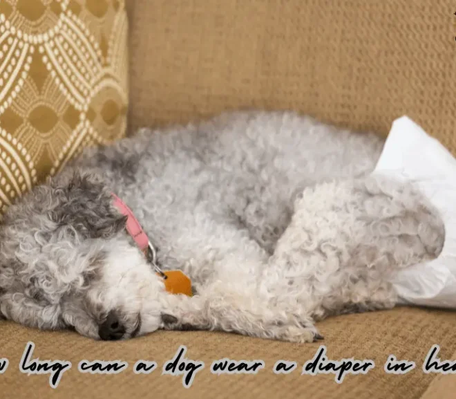 How Long Can A Dog Wear A Diaper In Heat ? WithProven Comfort!